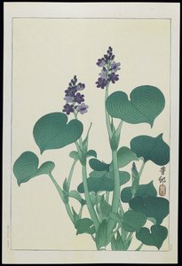 Malva acuática, años 1930 de Ohara Koson